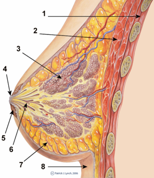 cross-section diagram of a breast